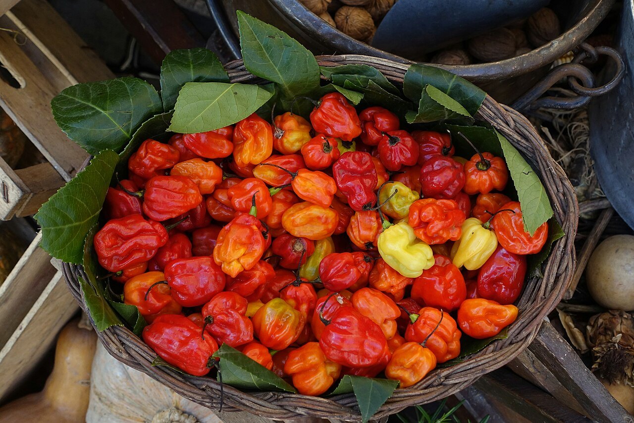 A basket of red and orange peppers on a stall in Campo de' Fiori