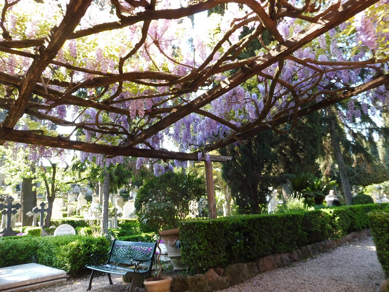 Wisteria over a pergola in the Non-Catholic Cemetery, a garden bench beneath it