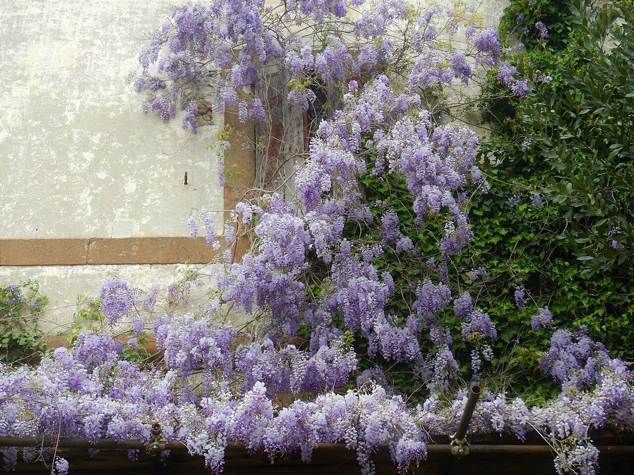 Wisteria in full bloom over a wall of an old farmhouse in the Roman countryside