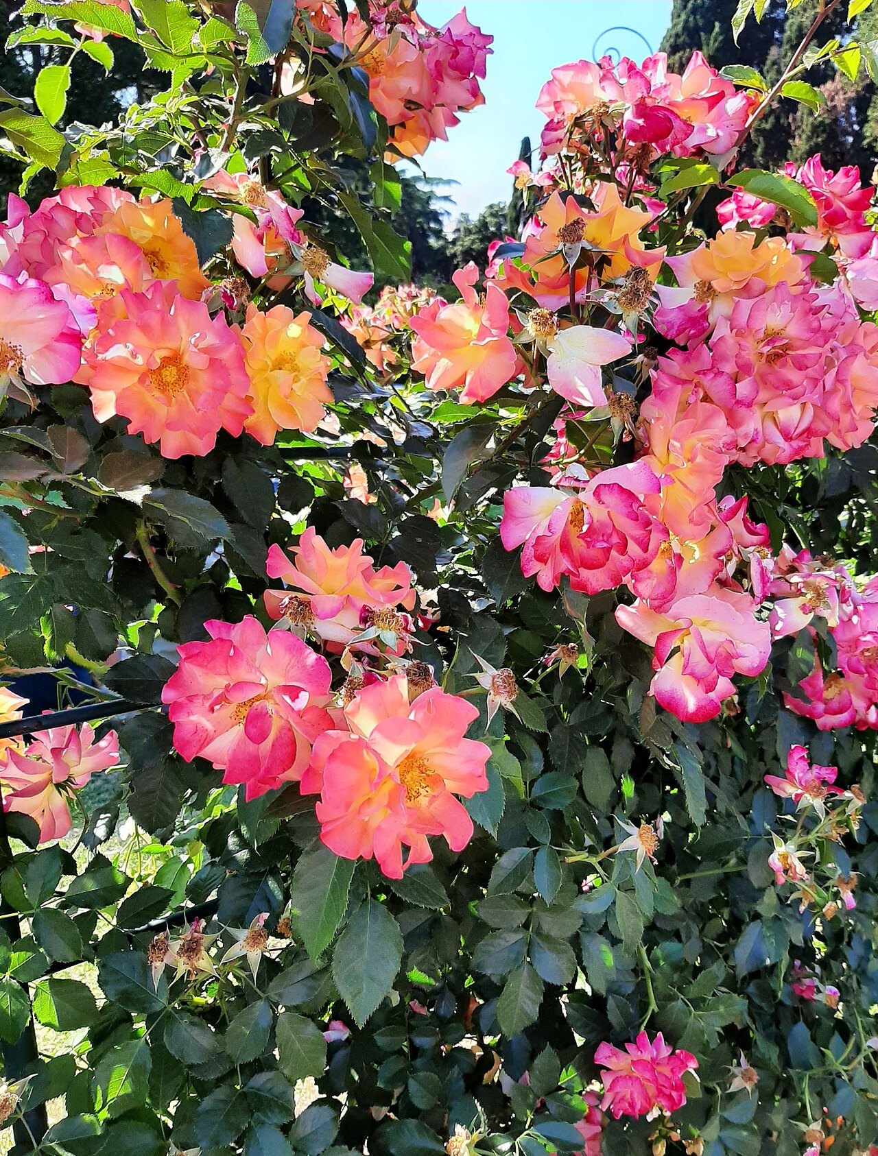 Pink and orange roses in the city rose garden on the Aventine