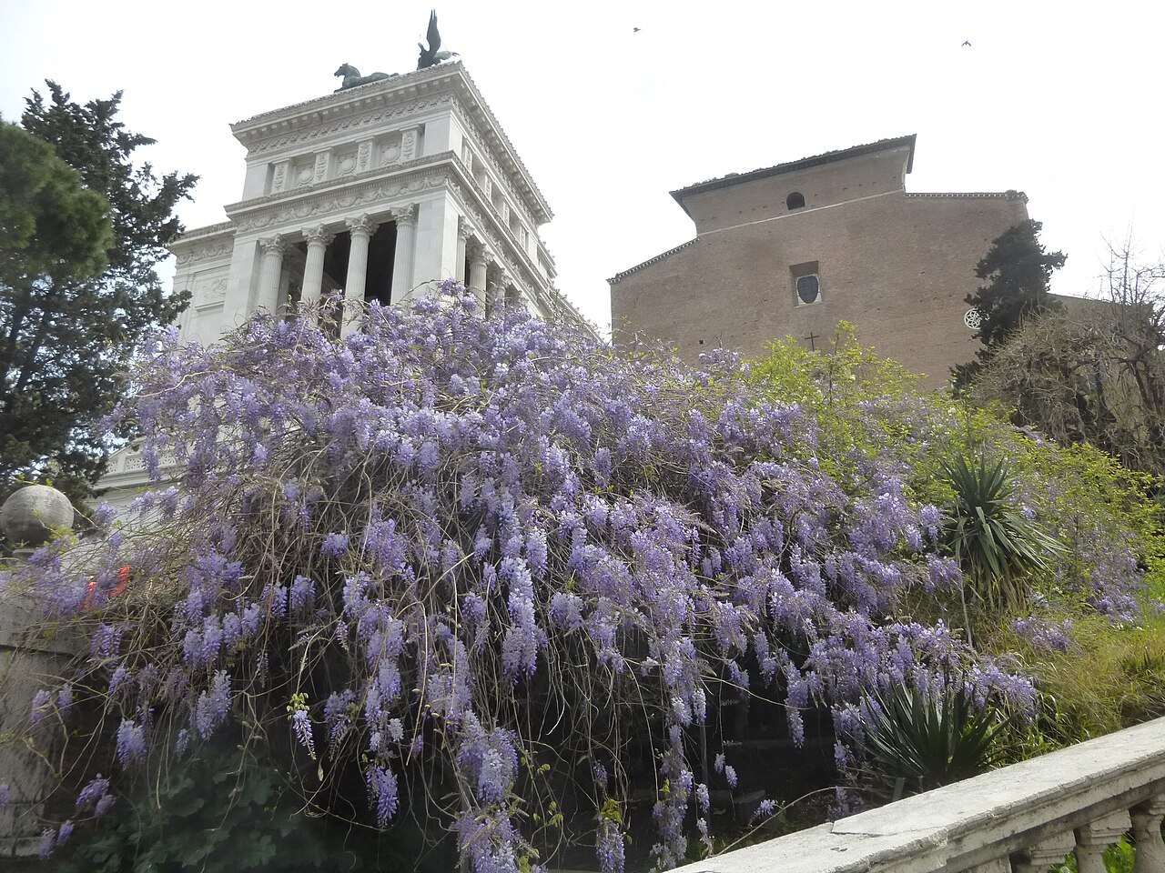 Wisteria in bloom beside the Cordonata, the Victor Emmanuel Monument and Aracoeli behind